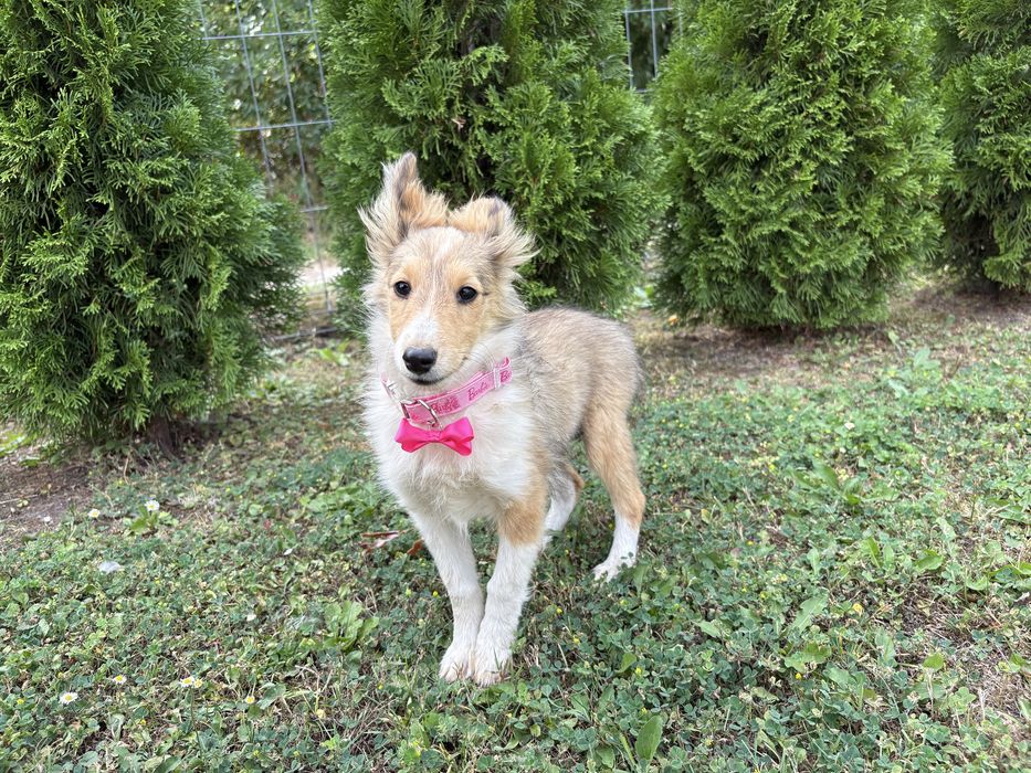 Owczarek Szetlandzki Szeltie suczka paszport