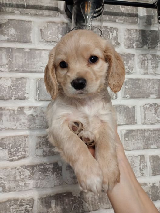 Цуценята кокер- спаніеля! 
У