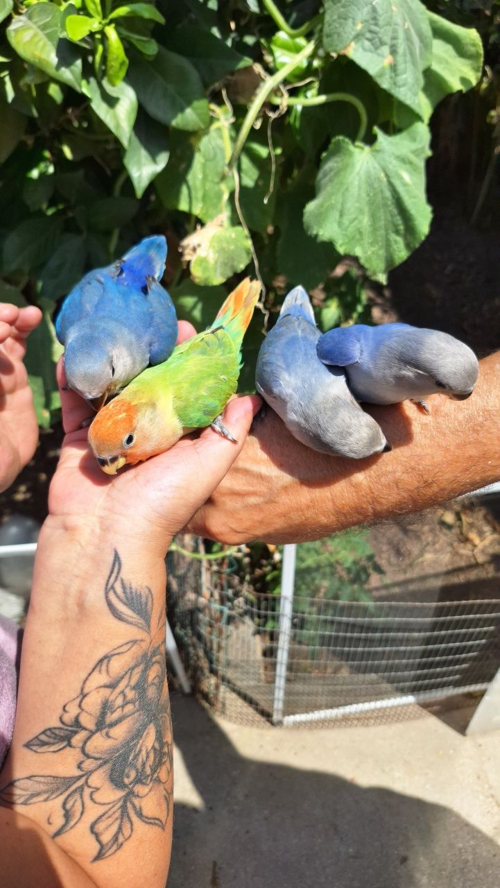 Vendo Agapornis Domesticados