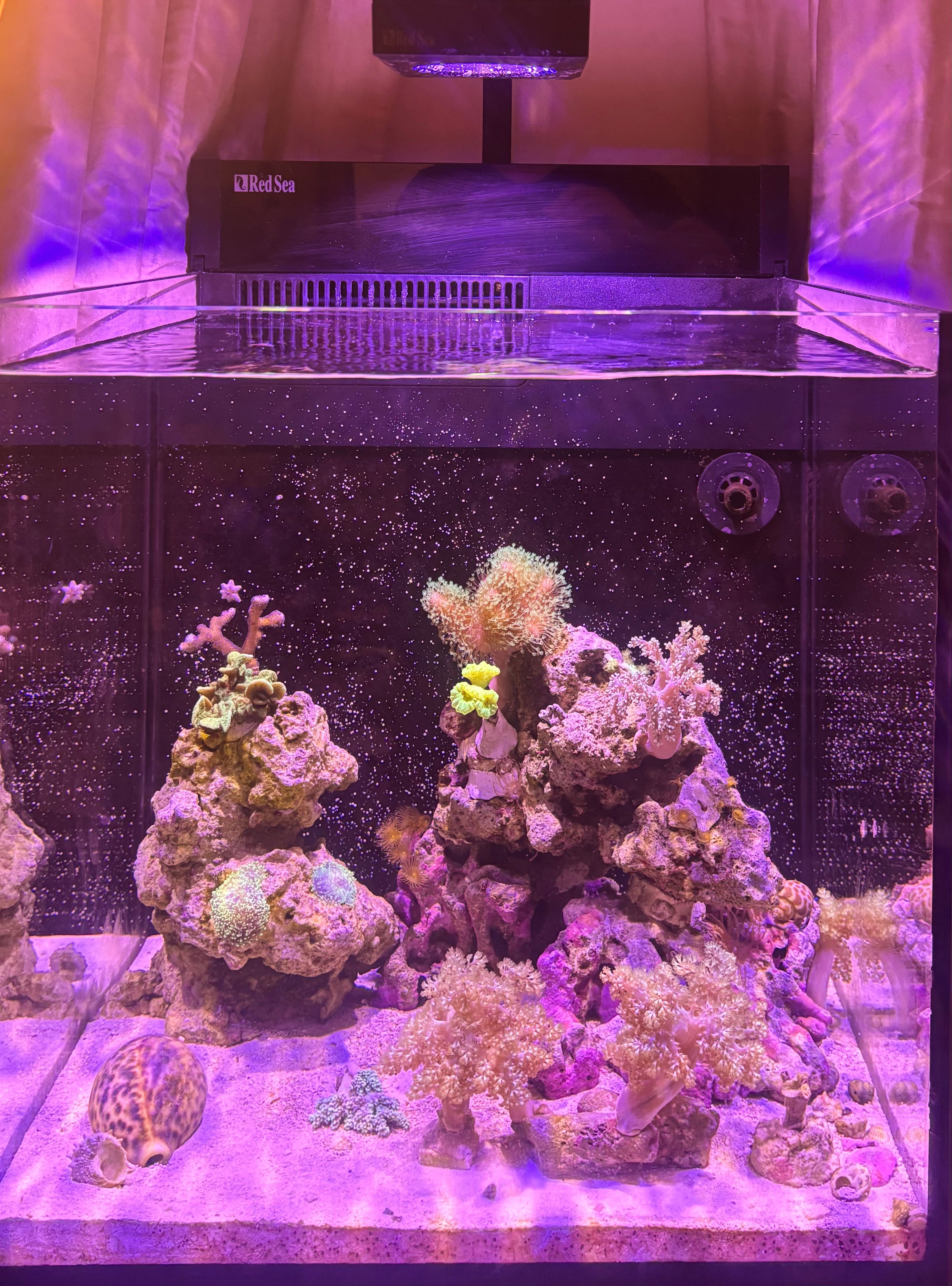 Akwarium morskie Red Sea 75l z szafką