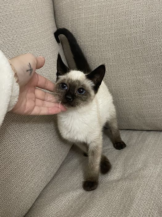 Gatinha bebé para adoção