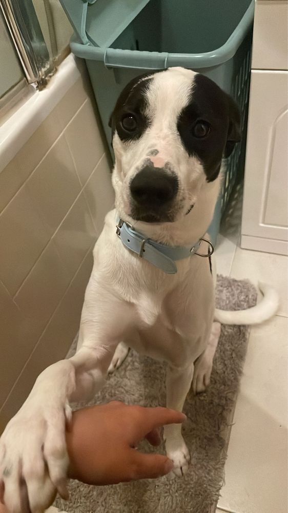 Cão para adopção