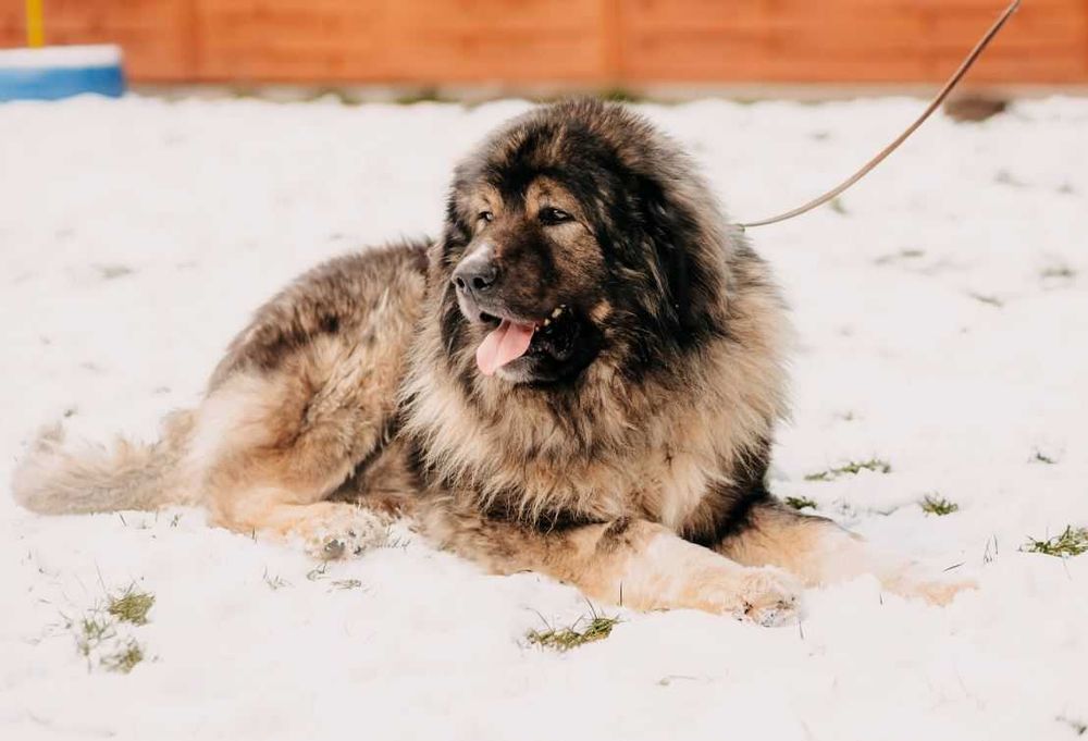 Owczarek kaukaski Gucio poleca się do adopcji!!!