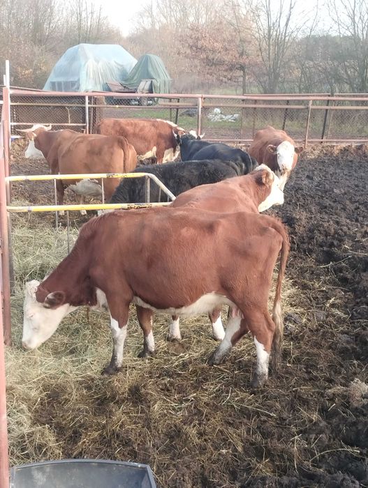 Sprzedam bydło hereford