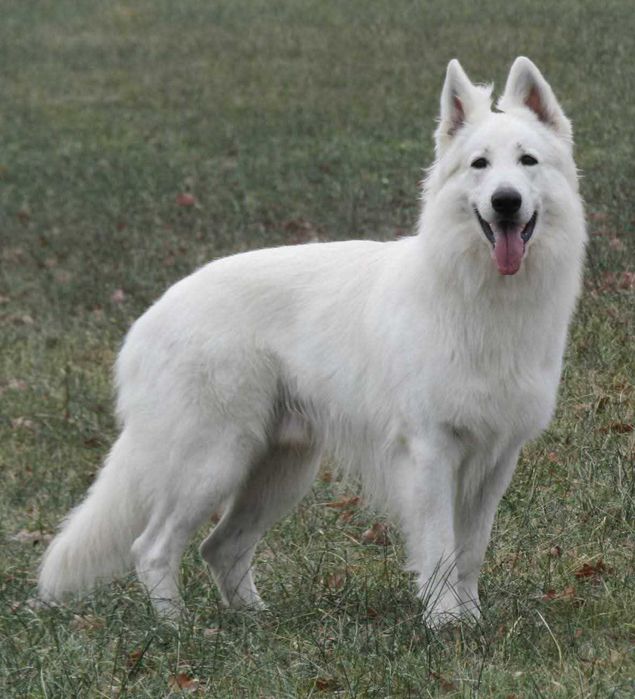 Biały owczarek szwajcarski  suczka od szkoleniowca!