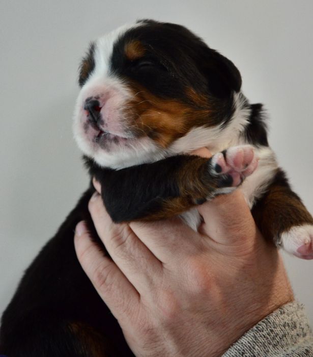 Berneński Pies Pasterski