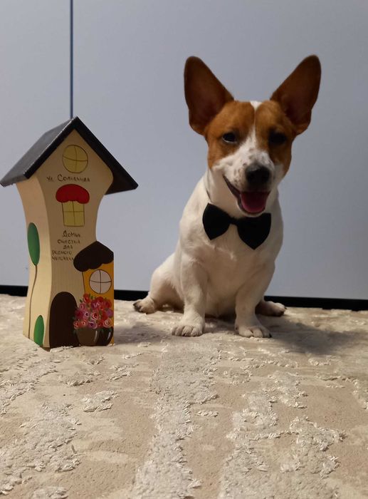 ВЯЗКА Джек Рассел терьер ( мини)