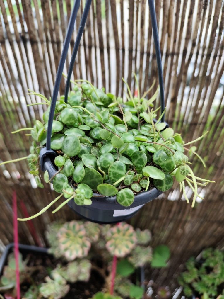 Peperomia prostata/colar de tartaruga