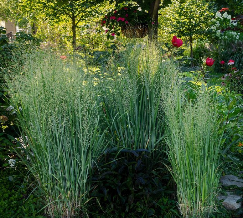 Proso rózgowate 'Waterfall' (Panicum virgatum) Doniczka 2.0L