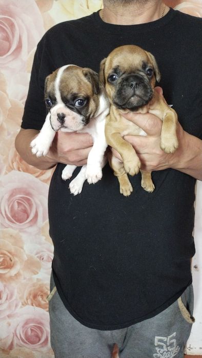 Шикарные французские малыши