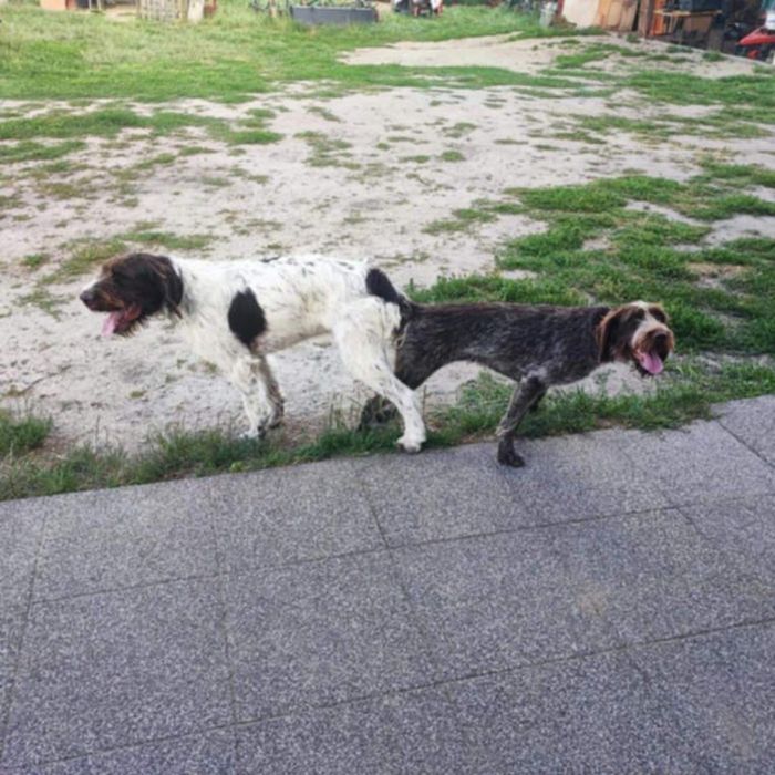 Wyżeł niemiecki szorstkowłosy