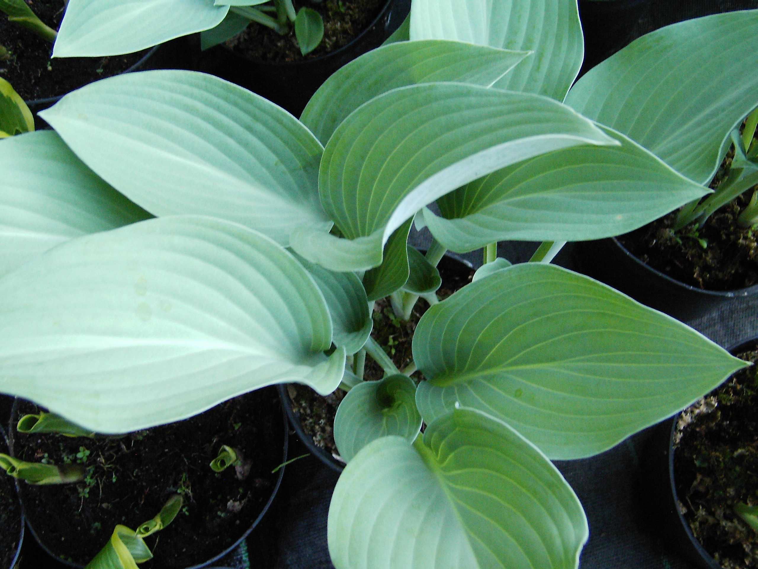 Funkia (Hosta) w doniczkach, mocne karpy