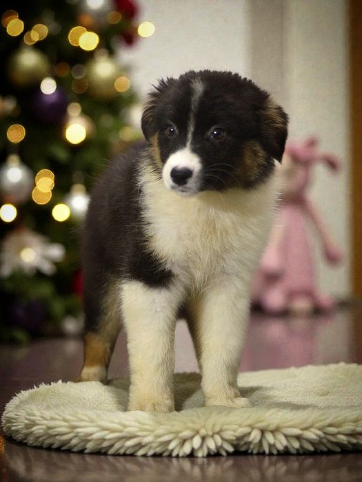 Owczarek australijski suczka black tricolor