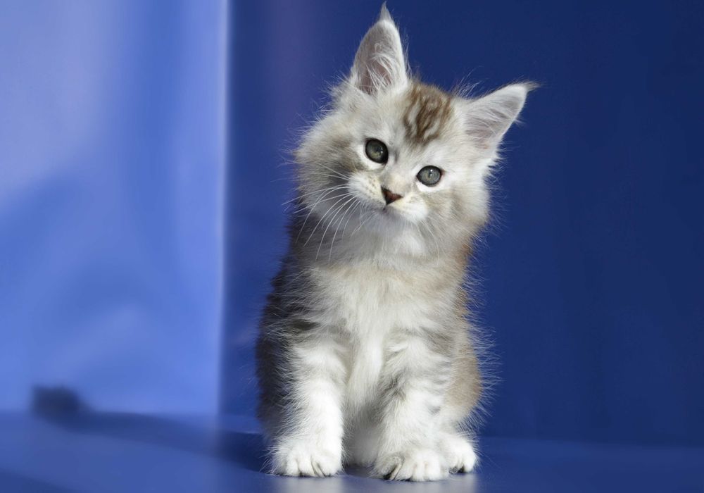 Мейн кун.Мальчик .