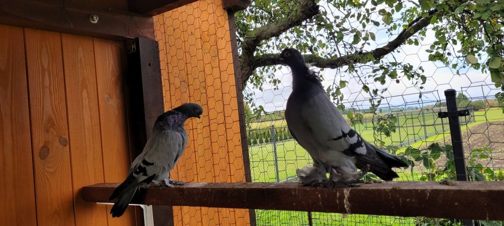 Berlińskie Krótkodziobowe