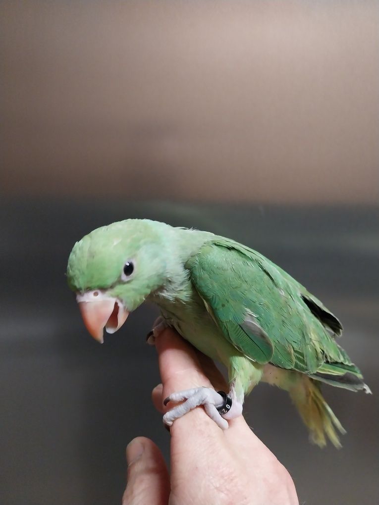Ring necks para acabar de alimentar a mão