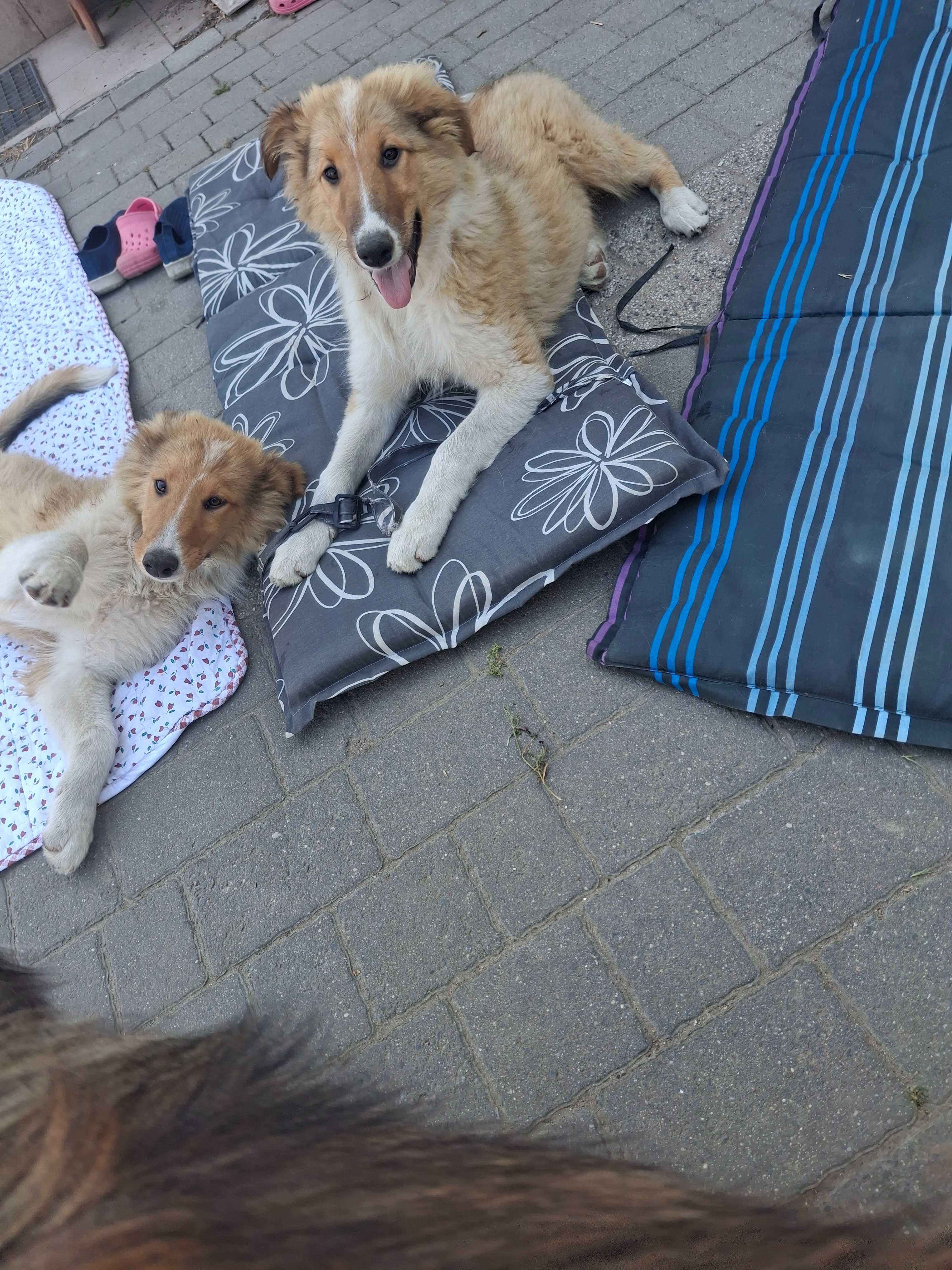 Owczarek szkocki collie