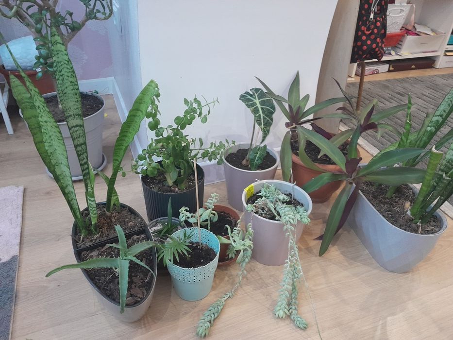 Продам багато вазонів