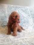 **Cockapoo *piesek
