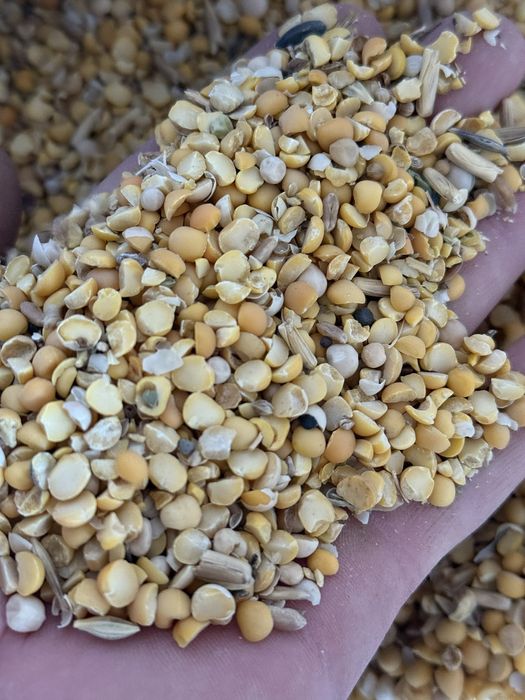 Половинки гороха