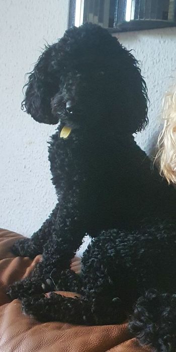 Piekny Yorkie-poo