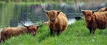Krowa rasy Highland Cattle, jałówka , bydło szkockie