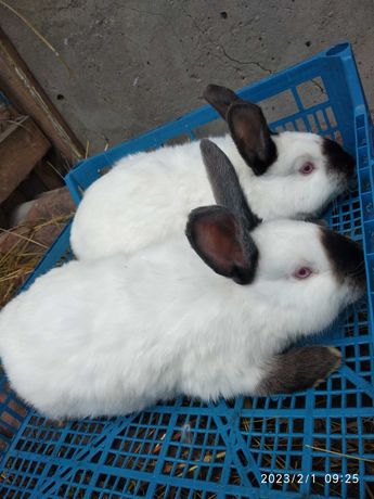 Продаю кроликов новозеландские красные и калифорнийские