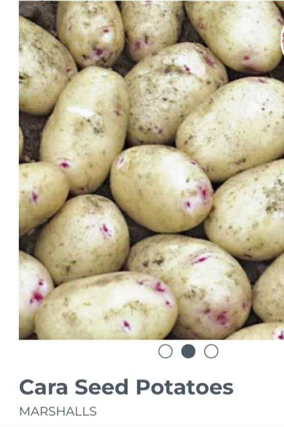 Сортова картопля / Сортовая картофель