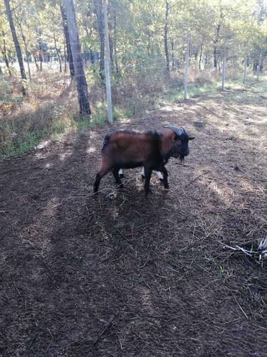 Cabrito anão 1 ano