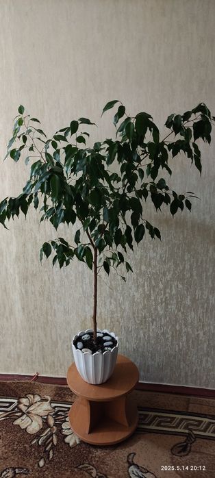 Фикусы разных размеров