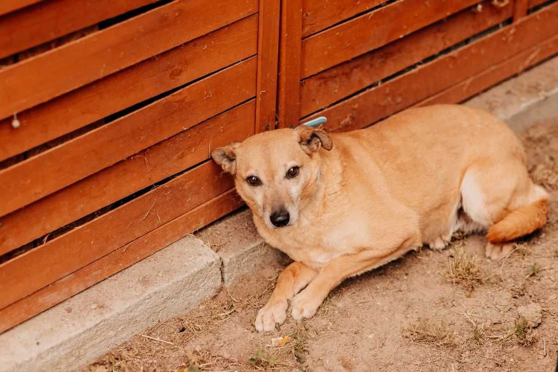 Schronisko ją przeraża, a bardzo chciałaby być kochana...