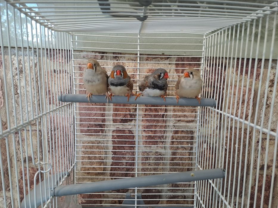 zeberki zeberka papużki