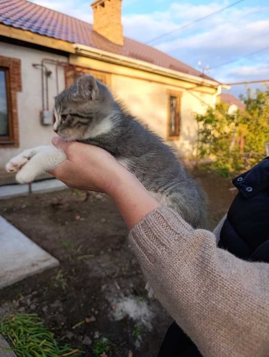 Котята отдам в хорошие руки