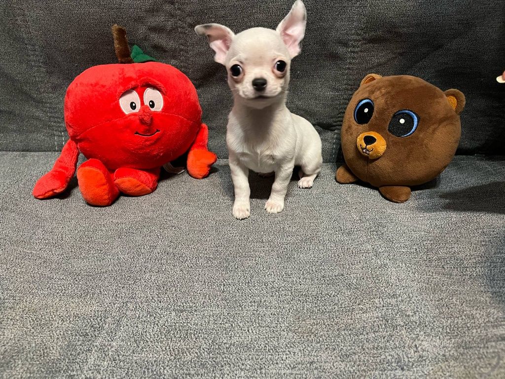 Miki, piesek chihuahua.