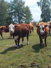 Stado hereford na sprzedaż