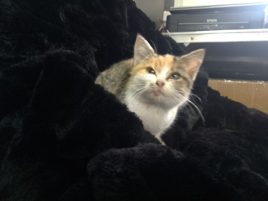 миле ласкаве кошенятко