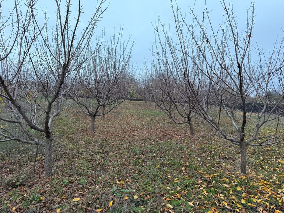 Продаю будинок в с.Лиса Гора