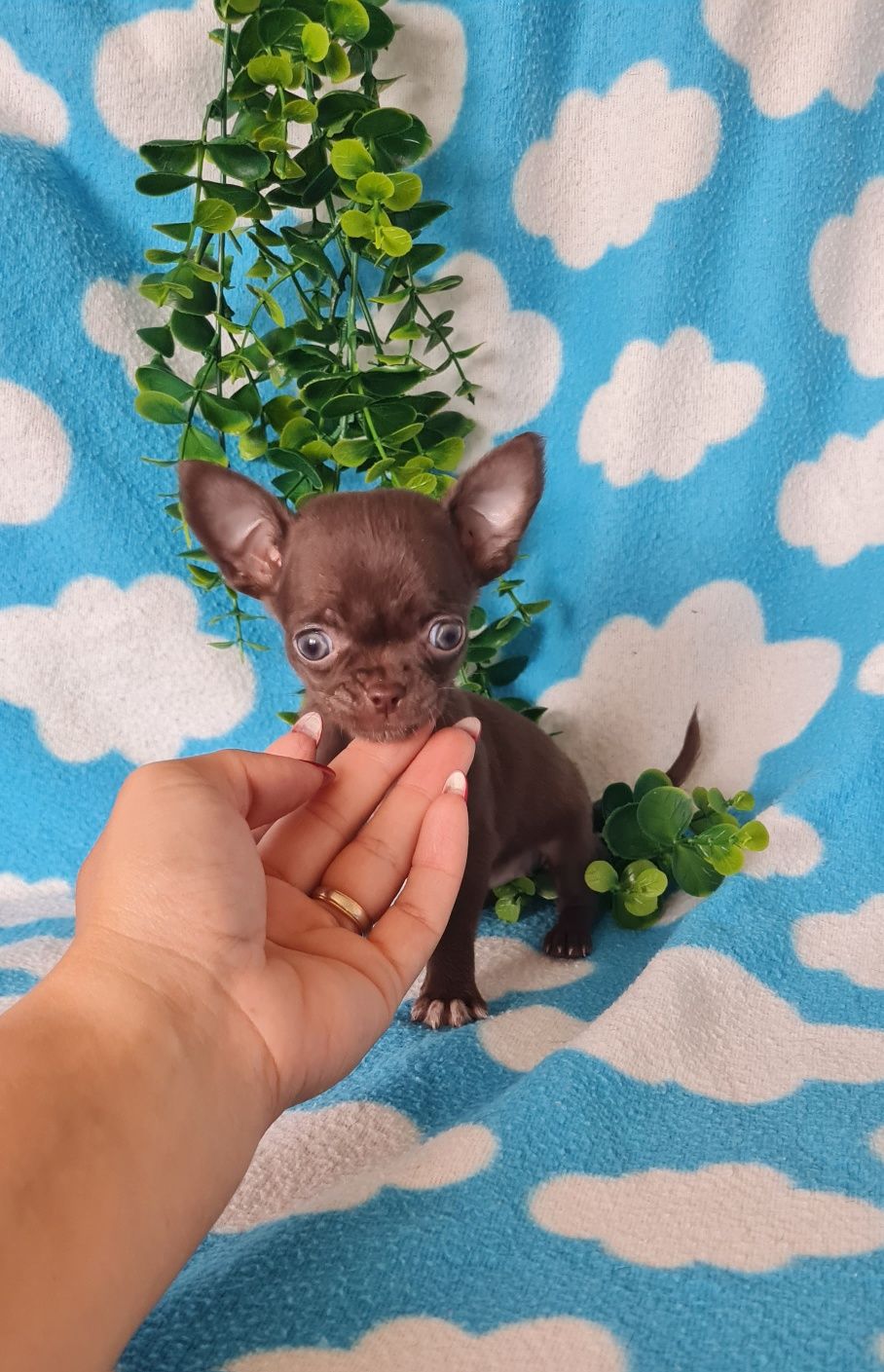 Bonequinha mini chocolate Chihuahua/Chiuaua. LinhagemRussa