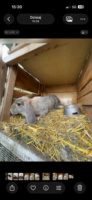 Królik rasy baran francuzki