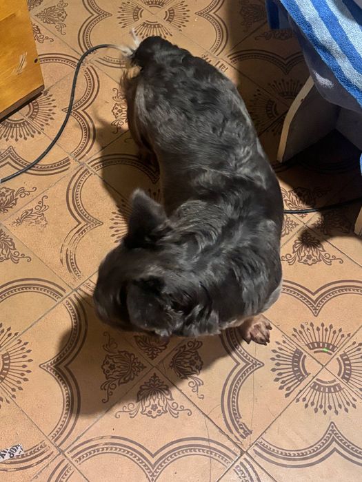 Дівчинка флафі французький бульдог