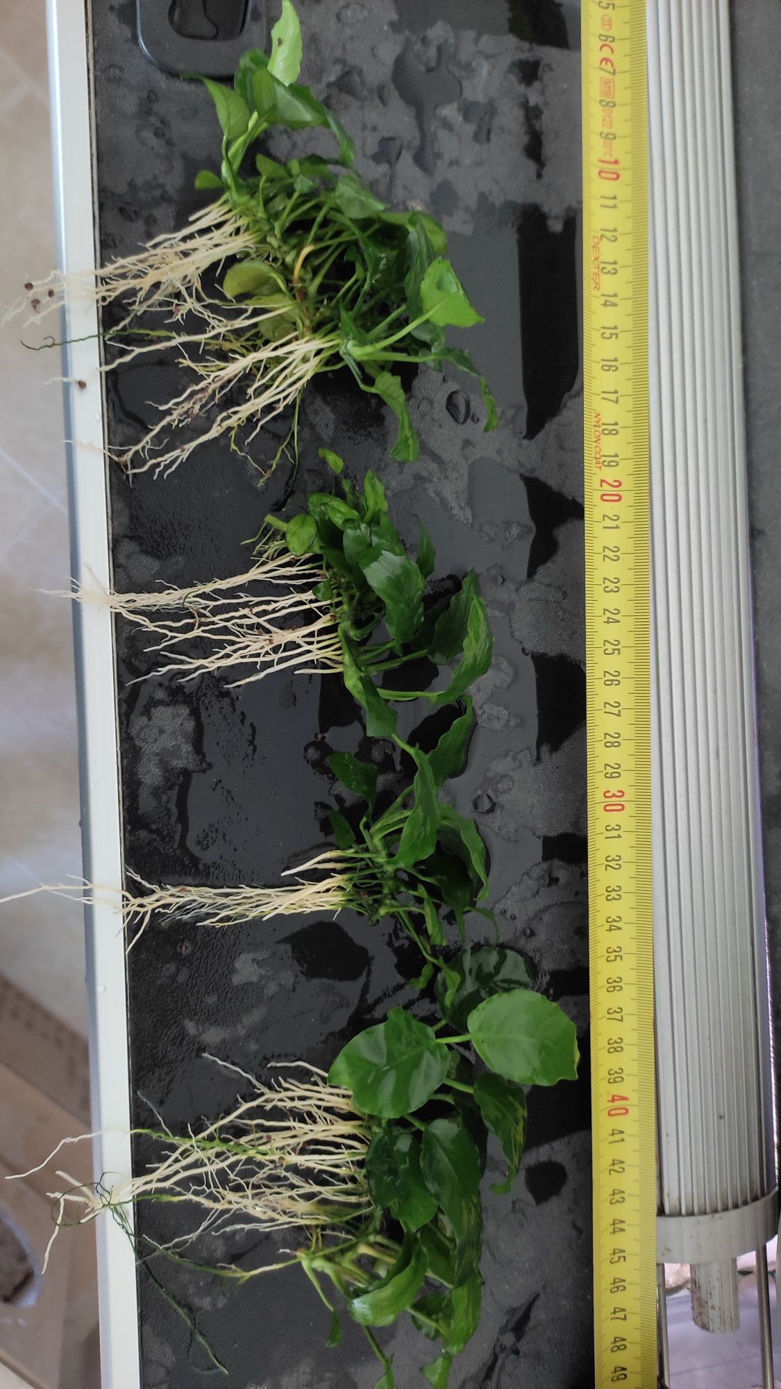 Planta de aquario Anubia nana