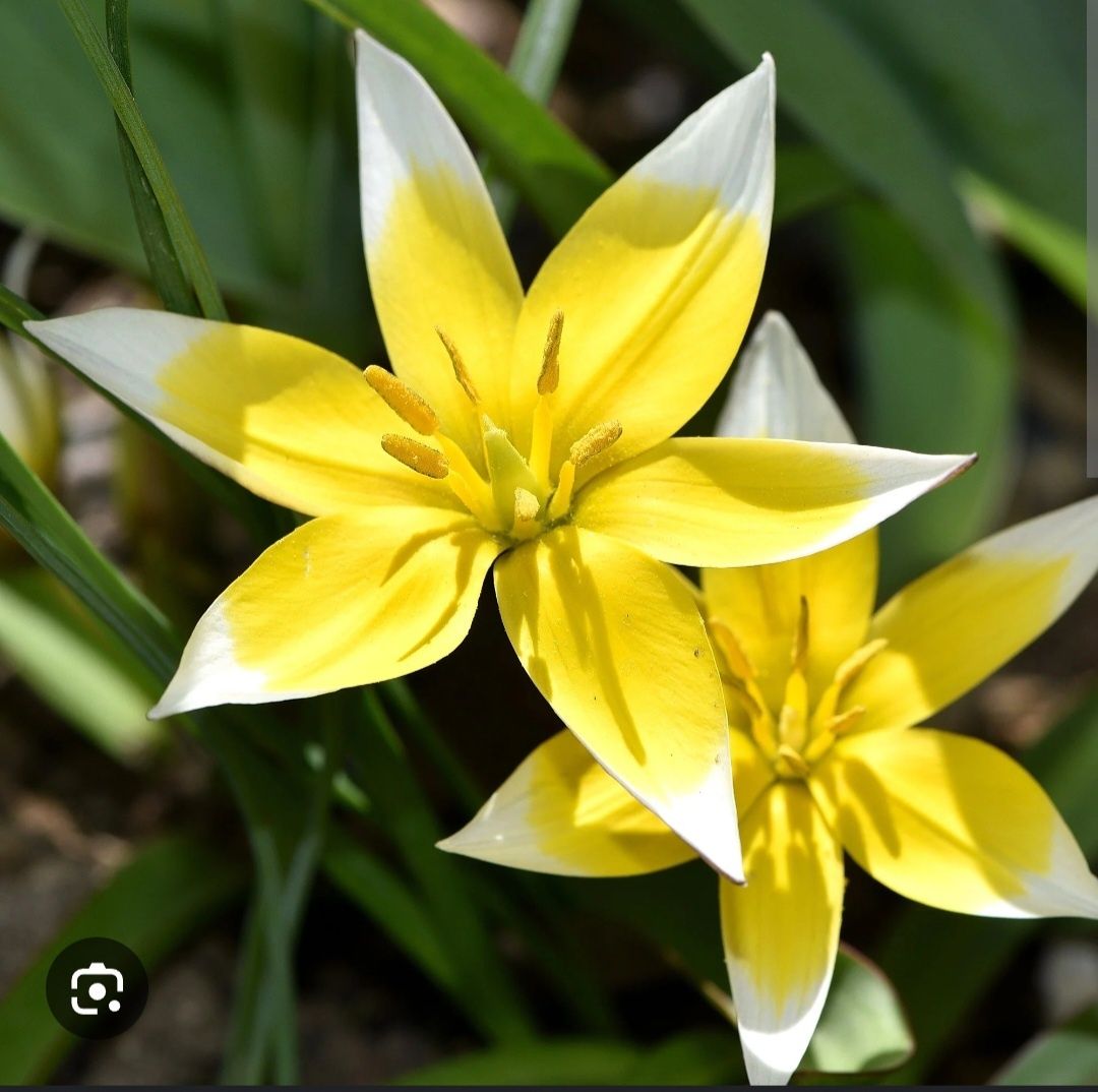 Tulipany cebulki