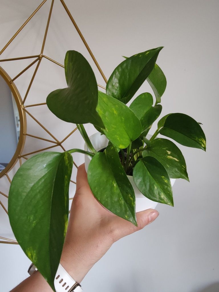 Epipremnum aureum epi złociste 4/5 sadzonek
