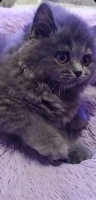 Нежная кошечка Хайленд