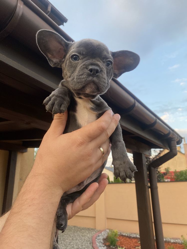 Buldog francuski piesek blue metryczka , czip, wyprawka