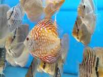 Paletki MIX ( Leopard, Pigeon, Turqoise) 7 - 12cm
