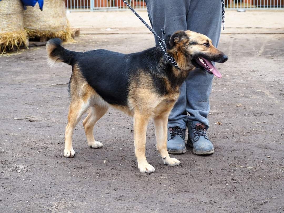 LINDA cudowna sunia kochająca ludzi i świat poleca się do adopcji