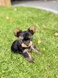 Pies rasy Yorkshire Terrier (York)!