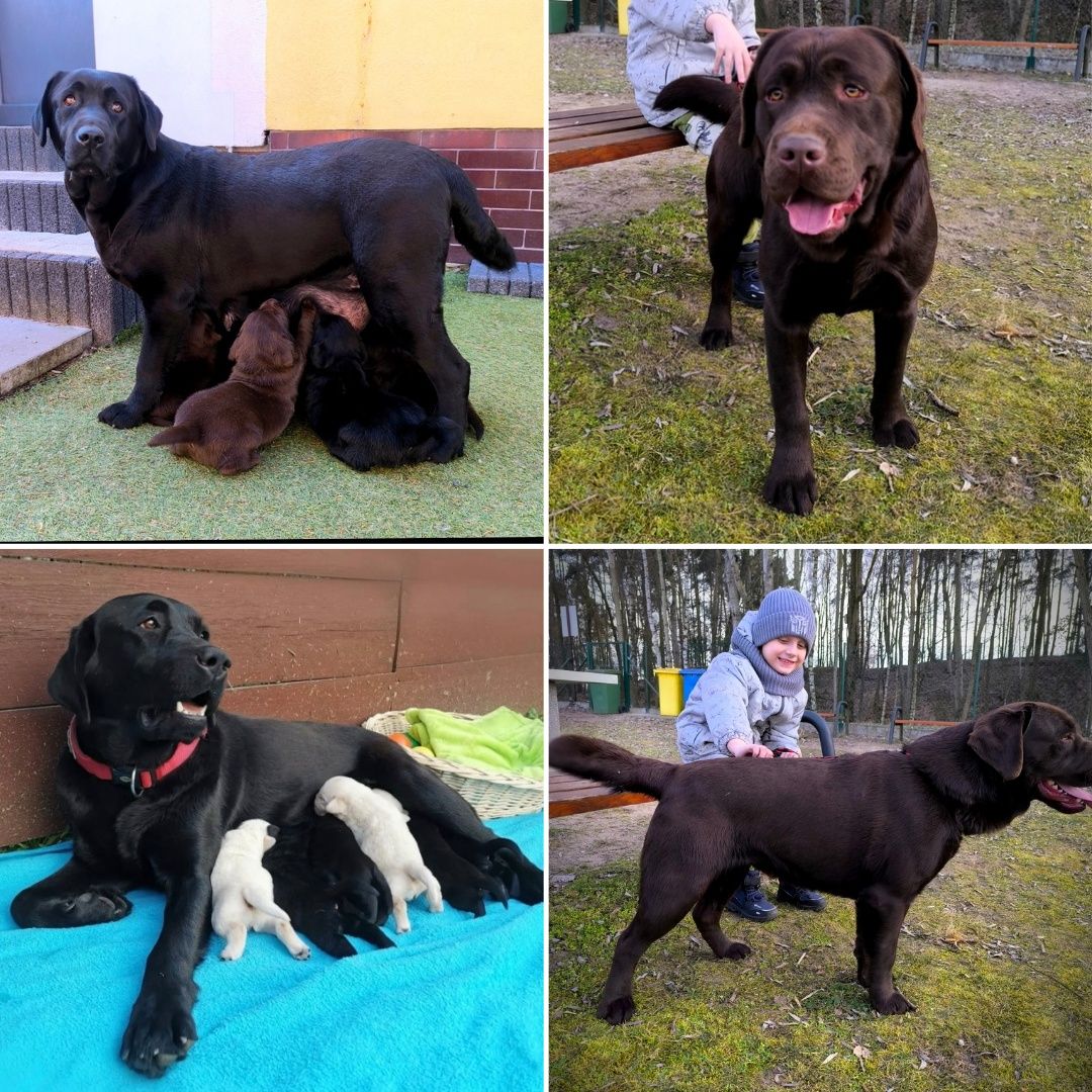 Labrador Retriever czarny samiec gotowy do odbioru