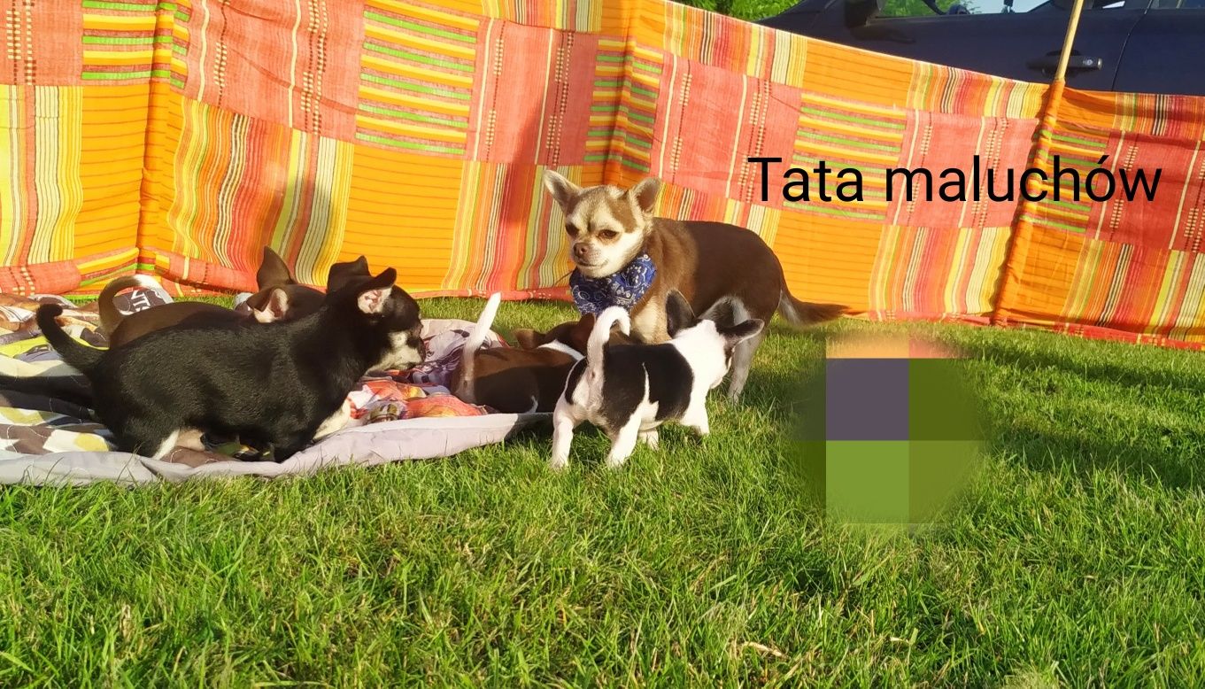 Piesek Chihuahua krótkowłosy